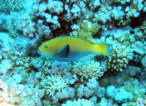 Steephead　parrotfish-feamale