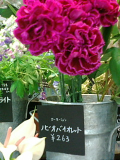 カーネーション