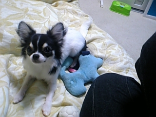 お兄ちゃんだいすき