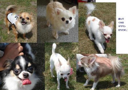 遊んだチワワンだよ