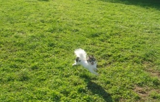 かっとびチョビ