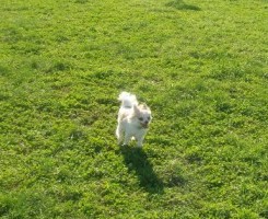 チップもダッシュ