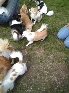 チワワがいっぱい!