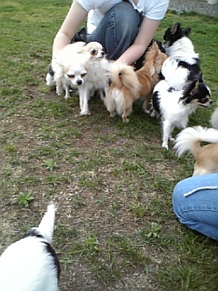 チワワがいっぱい2