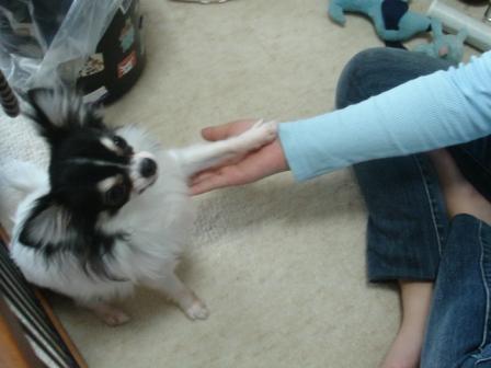 お手ができました