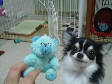 どっちがかわいい？