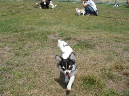 チョビも走る♪