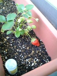 strawberry