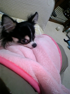 アゴのせチョビ