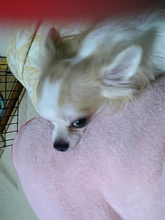 あごのせチップ