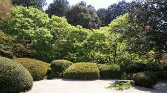 晴れの庭