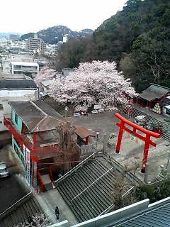 桜２