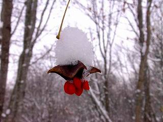 ヒロハツリバナ