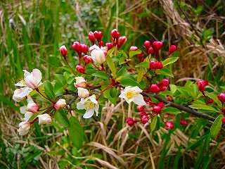 6.23咲き始めたズミの花