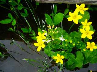 6.16リュウキンカ