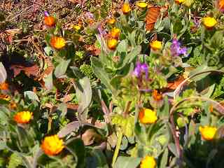 冬忘れとホトケノザ