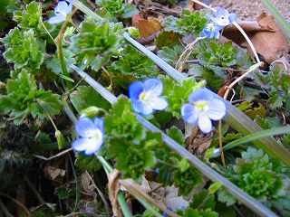 オオイヌノフグリ