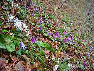 カタクリの群落