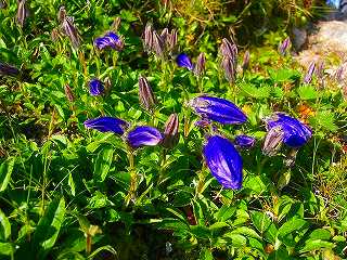 7.30チシマギキョウ