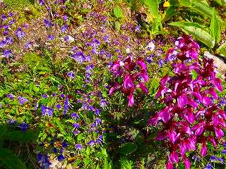 7.30ミヤマクワガタとシオガマ