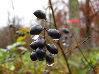 071111イボタノキの実