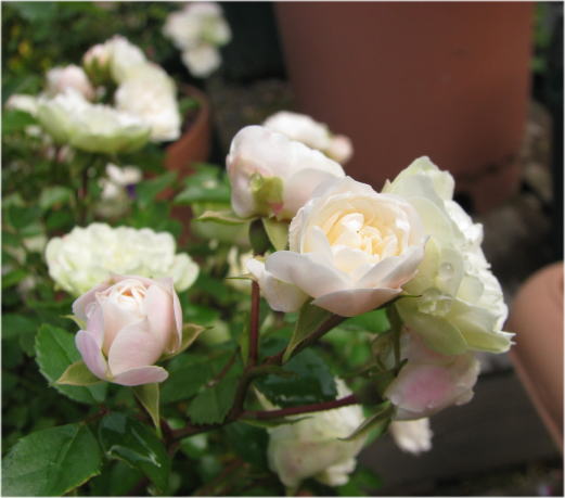 2008グリーンアイス