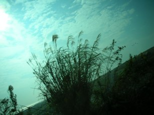夢の島