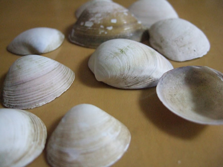 拾ってきた貝