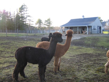 アルパカ２