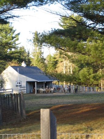 アルパカファーム