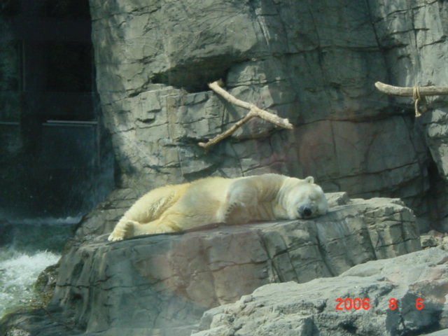 セントラルパークしろくま