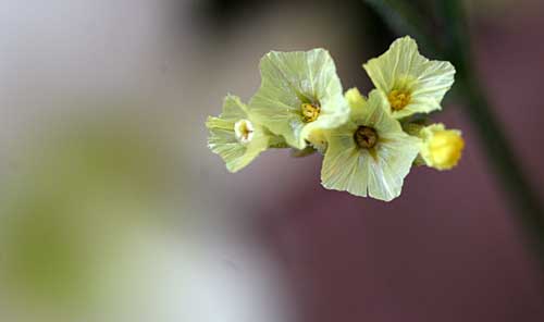 黄色小さな花