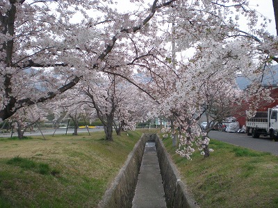 最後の桜