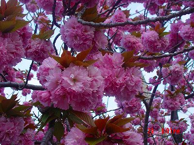 八重桜