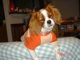 つぶっちゃった