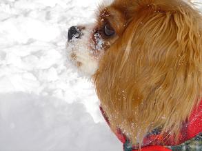 ウェン雪まみれ
