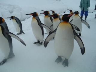 ペンギンの散歩