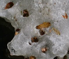 氷と葉