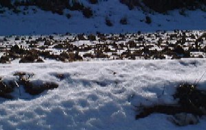 雪の残る畑