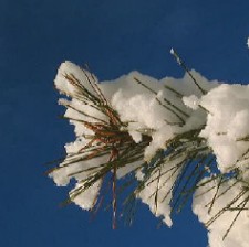 雪松２