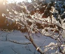 雪枝