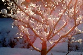雪の花