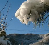 松の枝と山