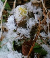 雪の福寿草