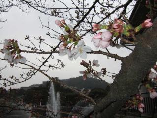 桜