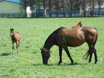 新冠の馬たち