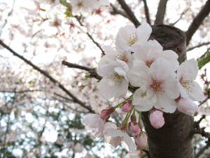 桜.gif