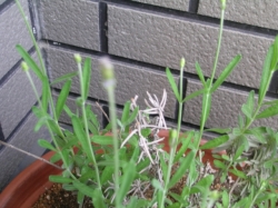 ラベンダーの蕾 その2