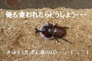 カブトムシのひとり言。。。