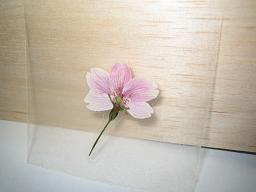 押し花